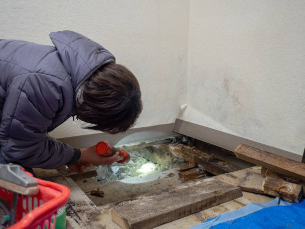 Best Basement Mold Removal  in Phoenix Lake, CA