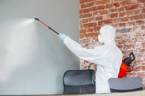 Best Mold Damage Restoration  in Phoenix Lake, CA